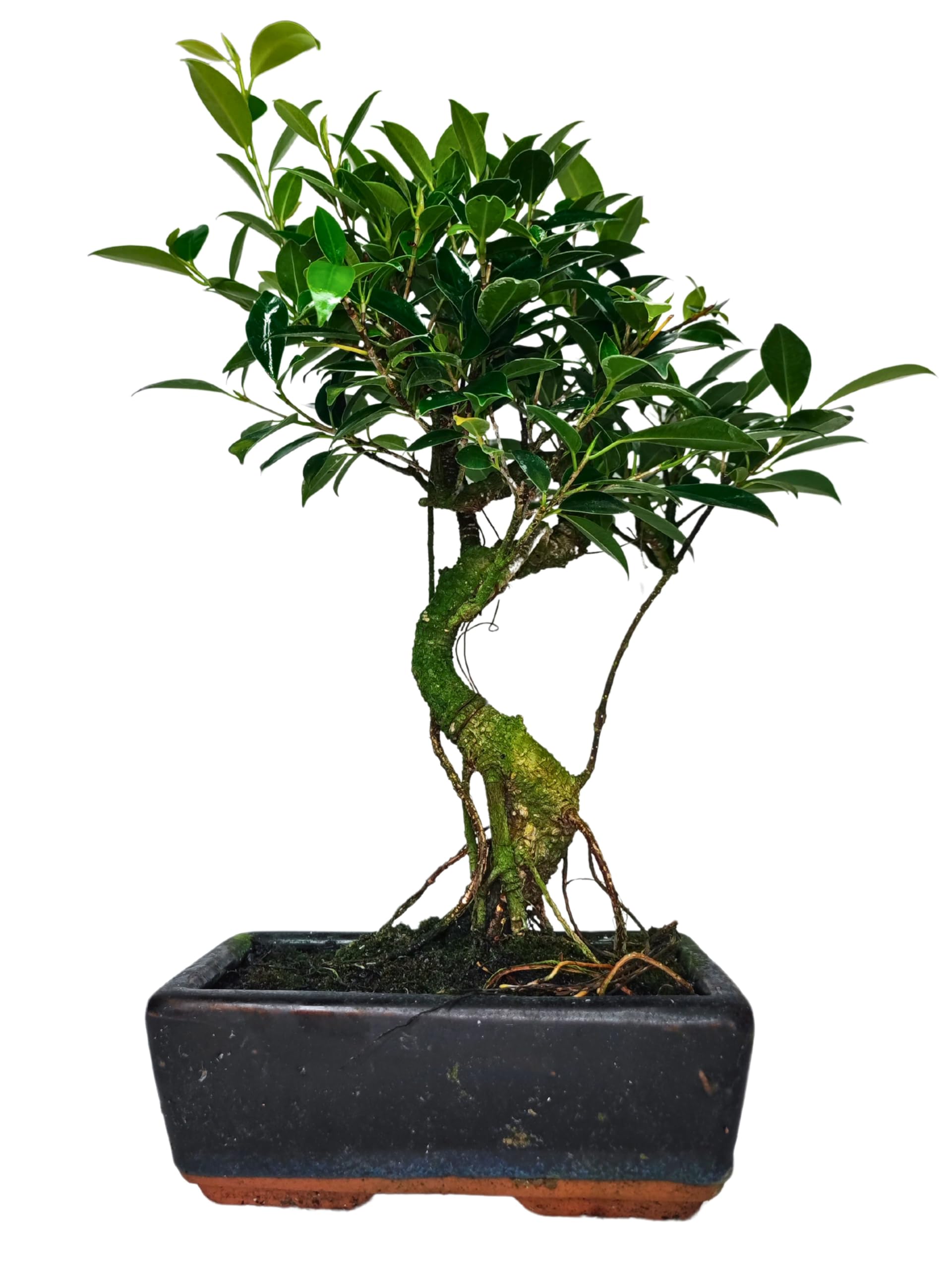 I GIARDINI DI GIULIA - Bonsai Ficus Retusa S-Shape | Tronco Scultoreo e Foglie Lucide | Resistenza e Bassa Manutenzione | Pianta Vera da Interno, Tronco Marrone Foglie Verdi, 45 cm, Biologico