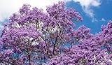 Jacaranda 30 Samen von Jacaranda Mimosifolia...