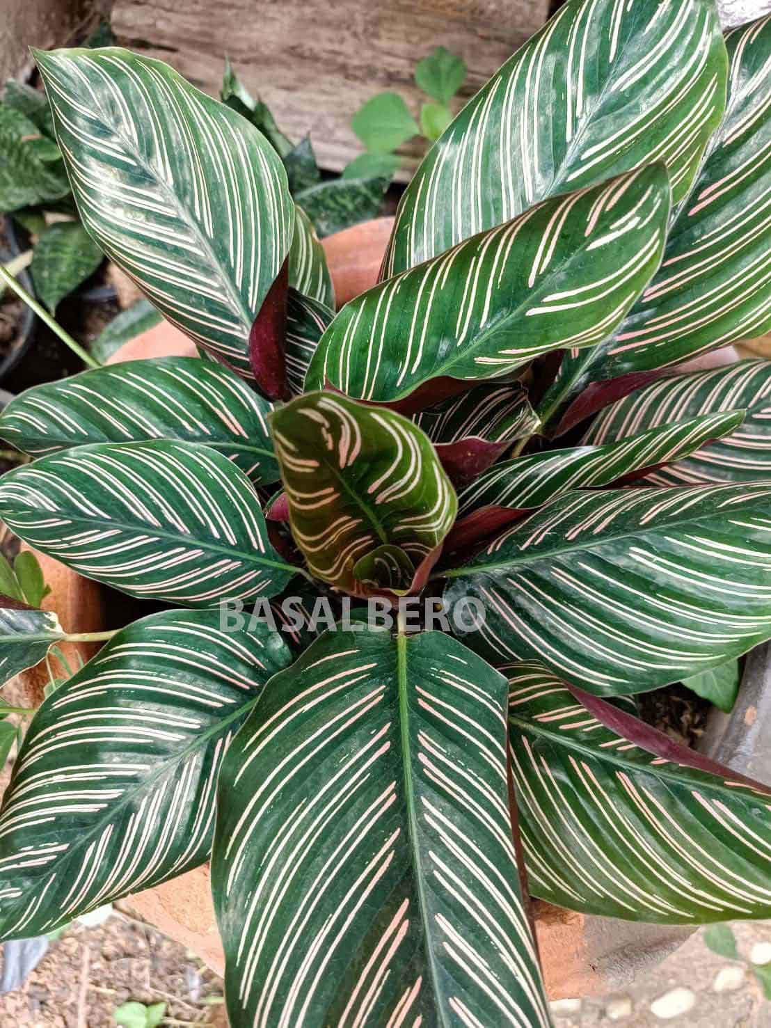 Live Calathea Pinstripe Prayer Plant | Ornata Sanderiana | Goeppertia Ornata | Roseo Lineata | Dark-Green Pink-Striped Foliage| Indoor Air Purifier Tree for Home Decor (1 Small Live Plant)-image-36