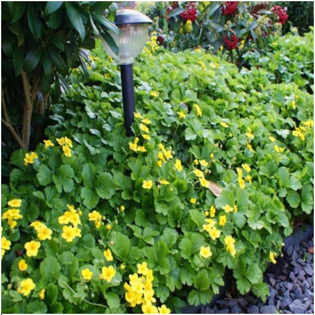 Plants by Frank 48x Waldsteinia Ternata, Dreiblatt Golderdbeere, Ø 9 cm | Waldsteinia ternata, Fraisier doré, Couvre-sol Rustique Vivace persistant, Plantes Vivaces, Pot 9 cm, Hauteur : 15 cm