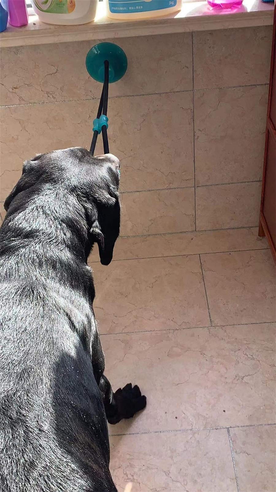 MU Dog Interactive Ventosa Push Ball Giocattoli Giocattoli Elastico Corde Elastico Dente Dente Pulizia da Masticare Giocando Iq Tratta i Giocattoli Pet Cucciolo Forniture,Verde