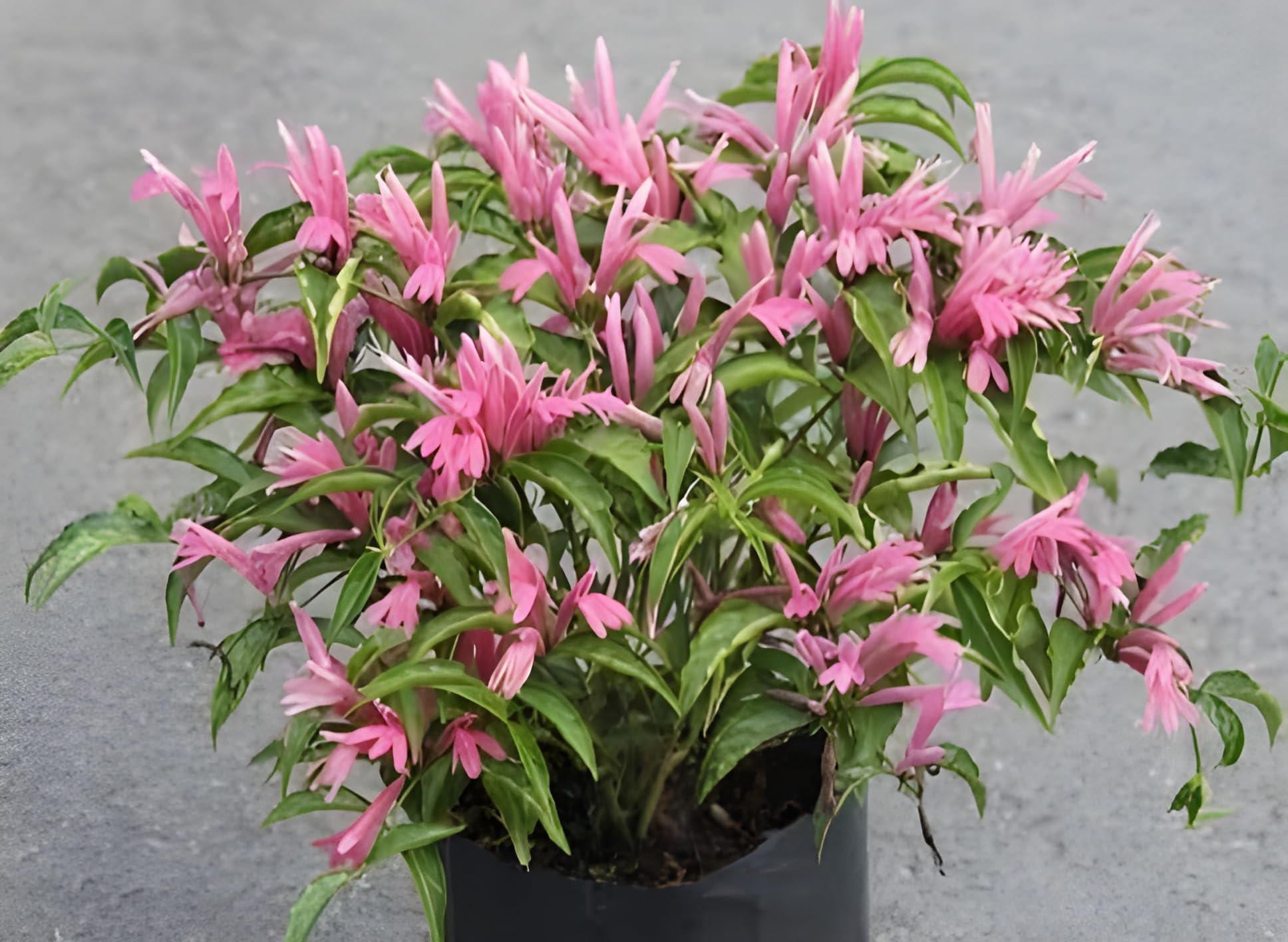 HariGuru Crossandra (Crossandra infundibuliformis) Pink Crossandra Flower Kanakambaram Live Plant Height Around 1fit+ (B0DCW8ZRQL) Amazon Price History, Amazon Price Tracker