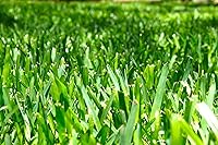 Vista 4 de St. Augustine 'Seville' Sod - 18 tapones vivos - Hierba de césped tolerante a la sequía, la sal y la sombra