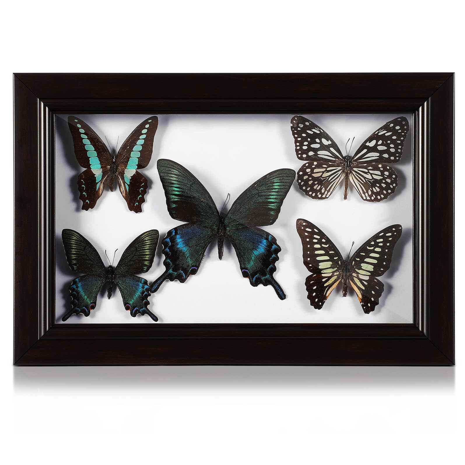 Marco de Exhibición de Insecto Disecado A7 con Tapa Transparente Marco de Madera Compacta para Decoración de Pared Artística DIY Espécimen Real para Decoración del Hogar y