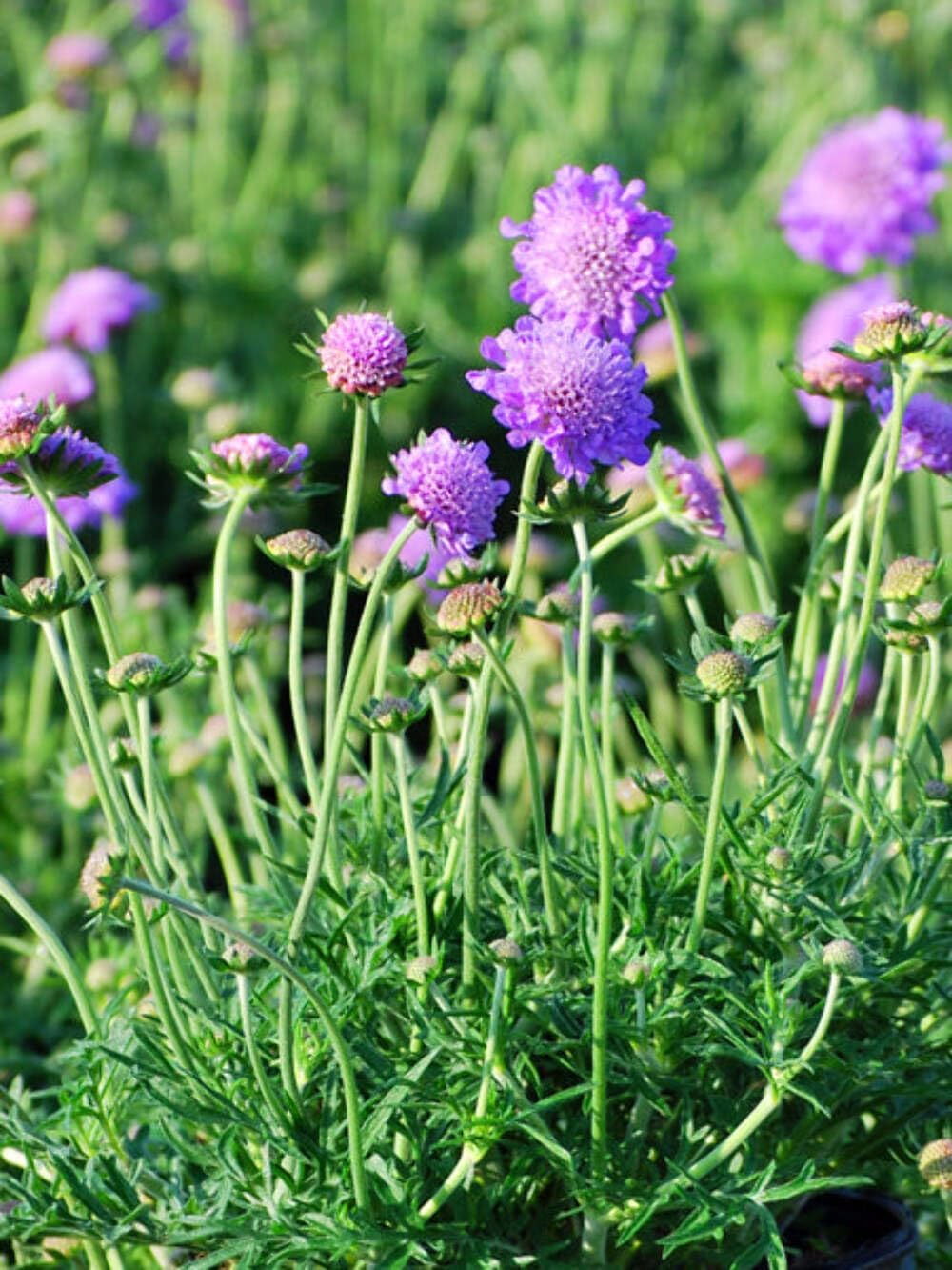 Perennial Farm Marketplace Scabiosa Columbaria 'Butterfly Blue' (Pincushion) Perennial, Size-#1 Container, Lavender Bluish Flowers