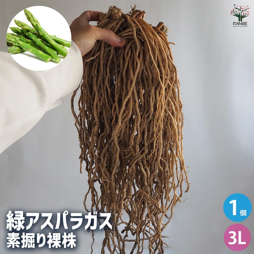 Amazon.co.jp: ITANSE 緑アスパラガス 素掘り裸株 特大メガ