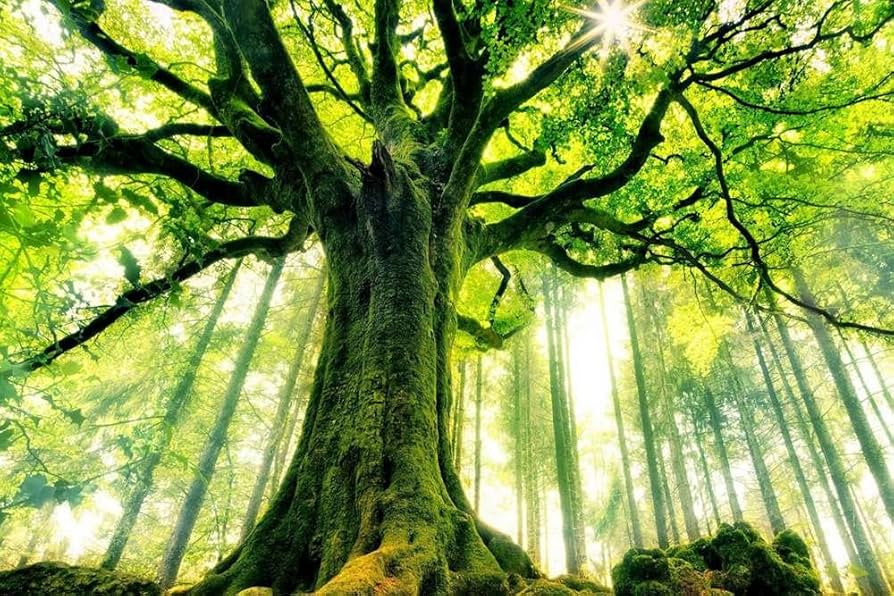 みさん様【送料無料】420×520ｍｍ　nature  ポスターアート Amazon.co.jp: 緑色の森林、美しい木 (N047) 自然の風景 景観 家