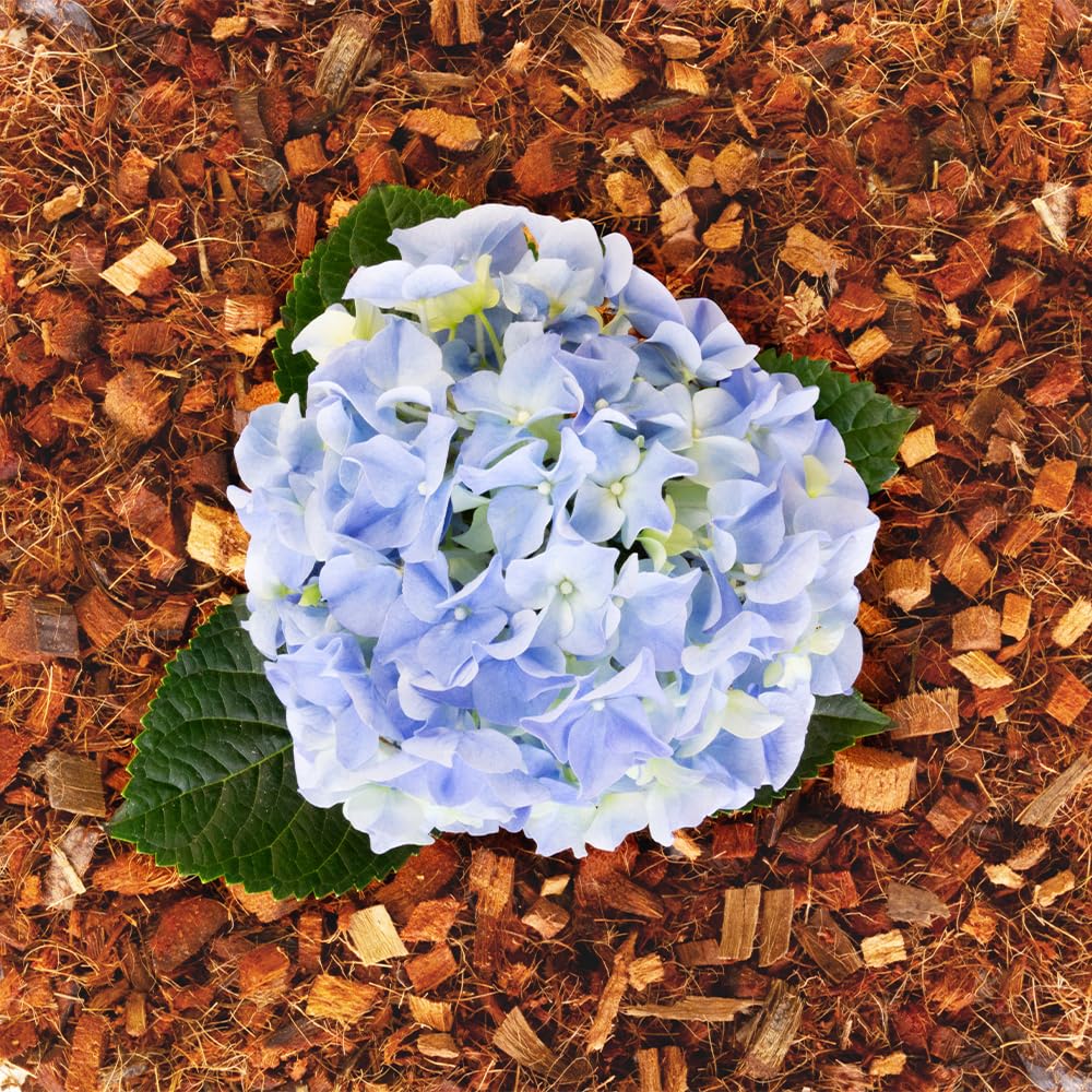 Terra Discount Kokos-Mulchchips, 5 kg Block, 100% Naturprodukt aus Kokosfaser, Mulch & Pflanzsubstrat für Garten, Hochbeet, Orchideen & Zimmerpflanzen, Alternative zu Pinie (1)