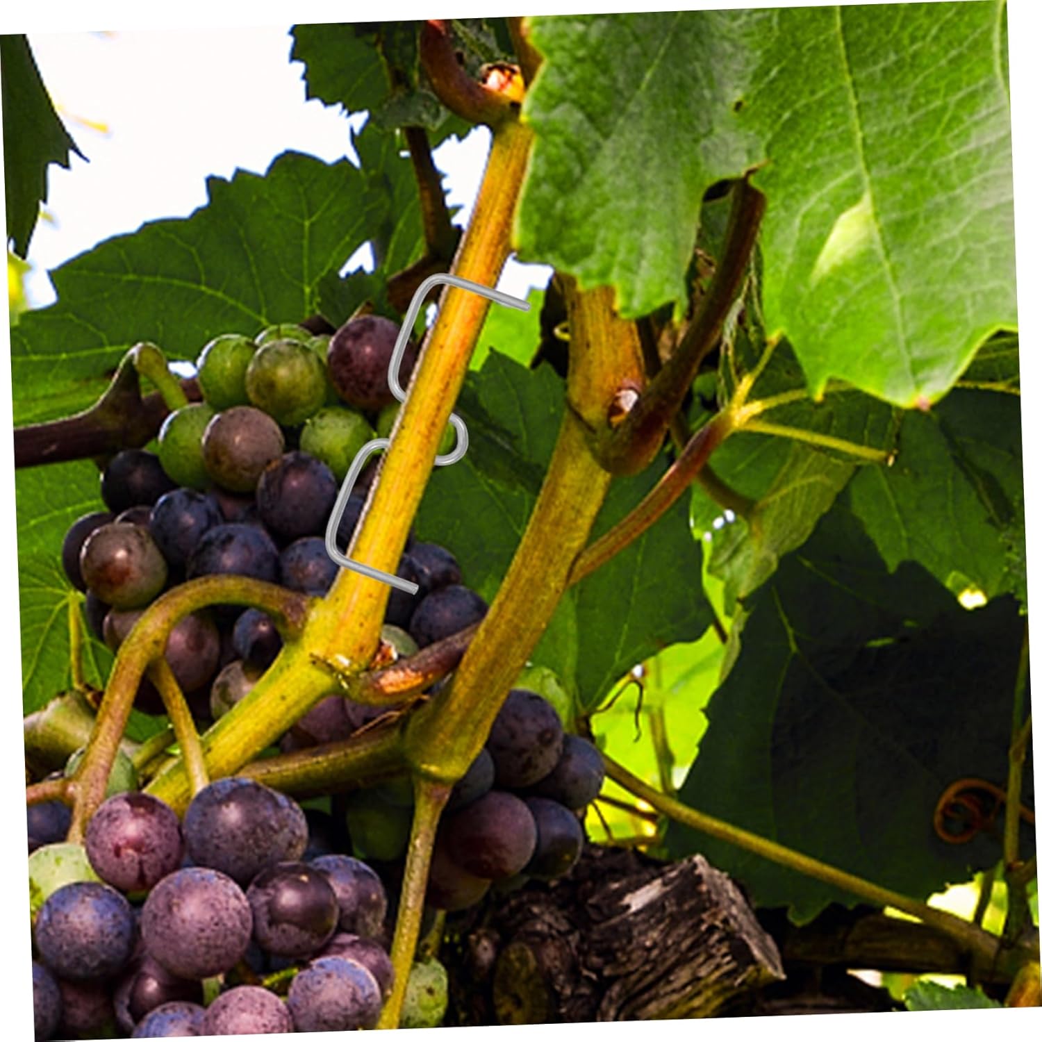 KESYOO 2 Sets Tie Stick Shaper Pull Tool Branches Plant Bender Training Clips Outdoor Plant Clips Trim Bending Plant Training Clips Plants Silver Galvanized Cold Drawn Wire