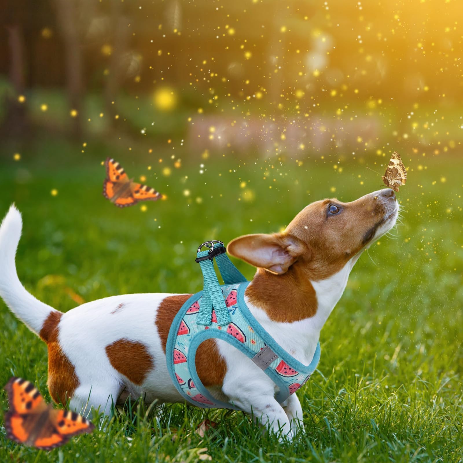 KOOLTAIL - Arnés y Correa para Perros pequeños y medianos, arnés de Entrenamiento de Malla Suave sin tirones, Chaleco Acolchado cómodo, Reflectante, Ajustable, fácil de Caminar, sandía, S