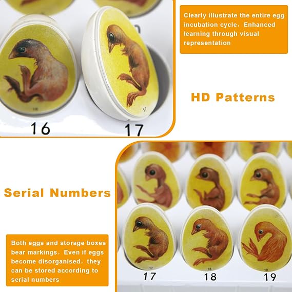 Chick Life Cycle Exploration Set Biological Teaching Model Chick Embryo Growth Model Hatching Development Process Biological Teaching Model