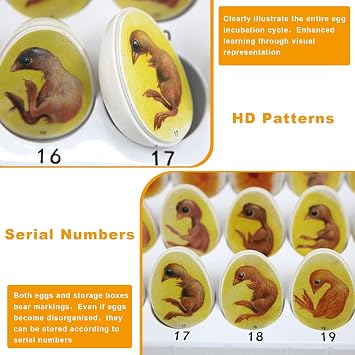 Chick Life Cycle Exploration Set Biological Teaching Model Chick Embryo Growth Model Hatching Development Process Biological Teaching Model