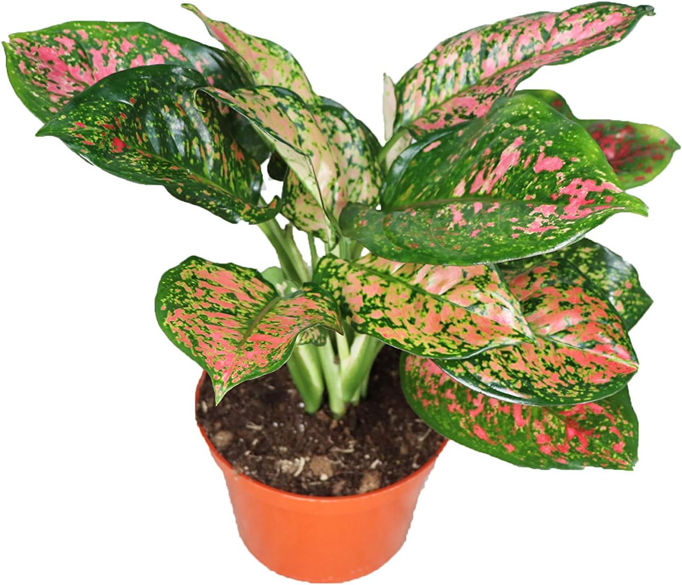 Chinese Evergreen Lady Valentine - 4'' from California Tropicals
