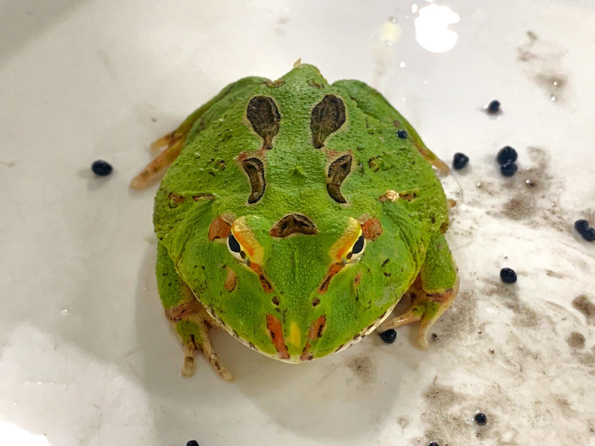 Amazon | 【生体】クランウェルツノガエル グリーン Mサイズ（カエル