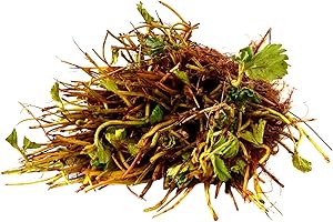 Eversweet Everbearing Alpine Strawberry Plants