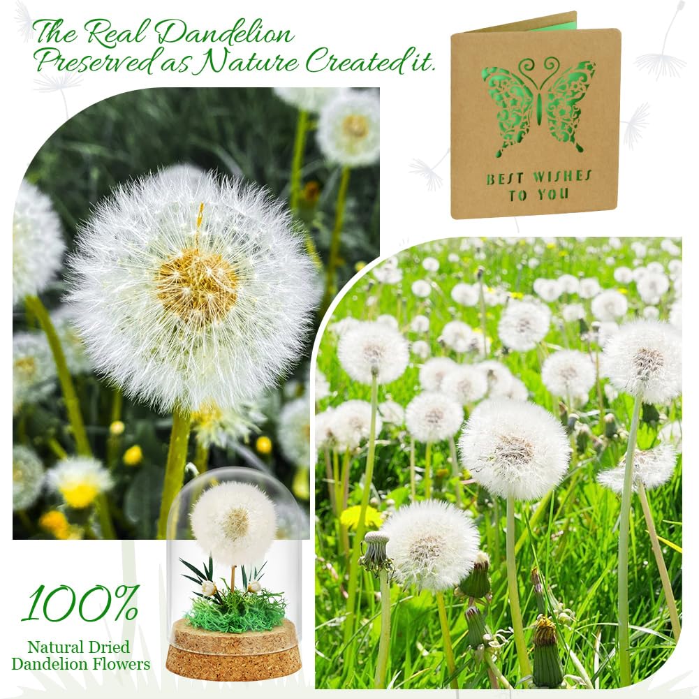 Diente de León Real en Vidrio Regalo,Real Diente de león en Cristal con Tarjeta de Felicitación,Decoración Eterna de Diente de León,Decoración para Cumpleaños,Boda,Consagración
