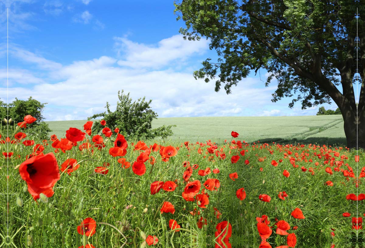 Ingrid Michel Leinwandbild Klatschmohn 90 x 60 cm Quer-Format HD-Bild auf Keilrahmen