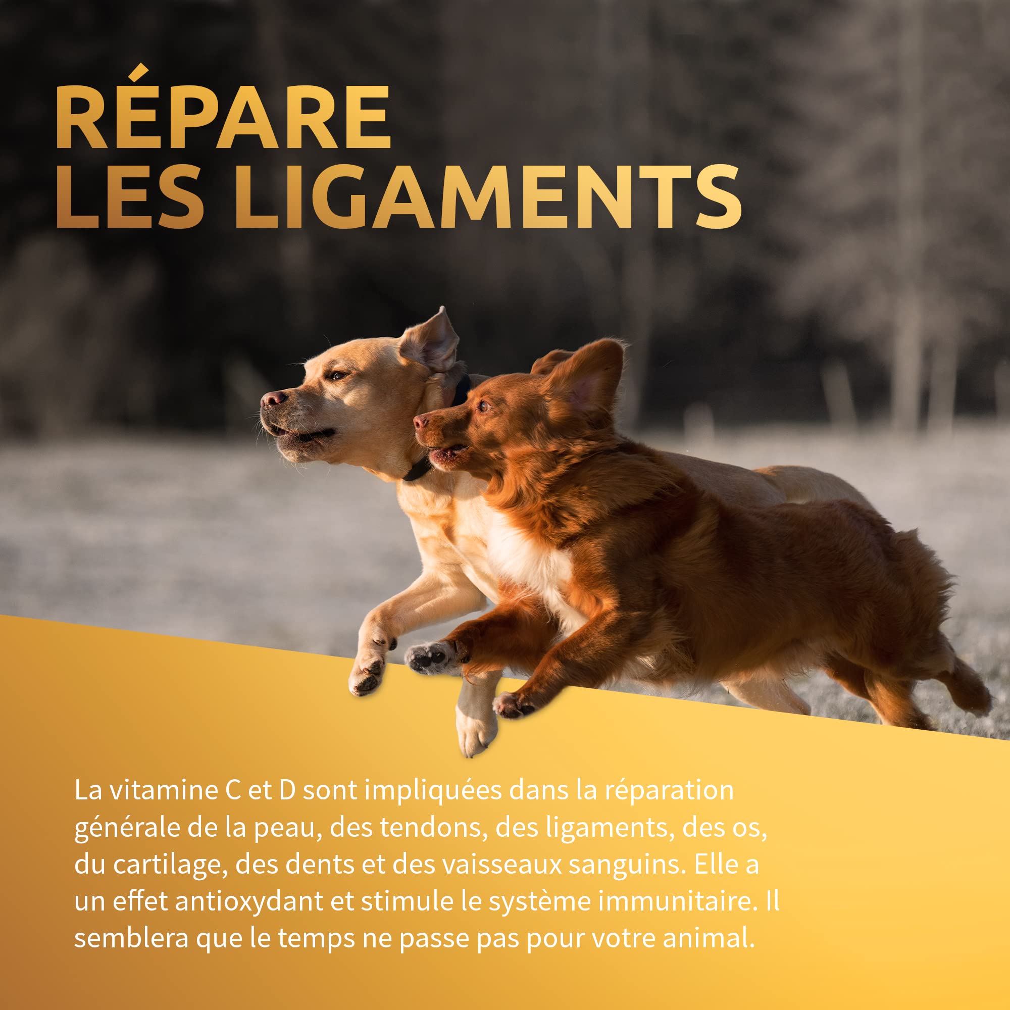 Anti Inflammatoire Chien Et Arthrose Chien pour Articulation Chien - Arthrosenior Chien - Glucosamine Chien - Complement Alimentaire pour Chien - Arthrose - Traitement - 180 Comprimés