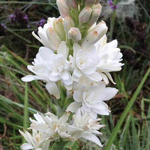 Miniatura 3 de CHUXAY GARDEN Semilla de tuberosa Polianthes Tuberosa Agave Amica 50 semillas raras fragantes ornamentales planta floreciente ornamental planta