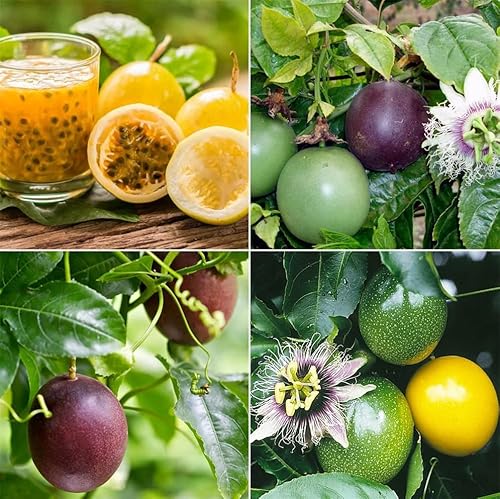 100+ Passion Fruit Seeds For Planting #TOP1