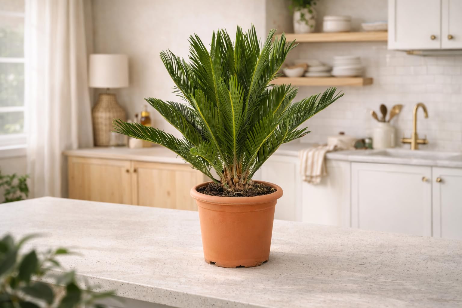 VANDAS Cycas Revoluta – Pianta Ornamentale a Tronco Elegante | Foglie Pennate Verde Scuro | Ideale per Interni ed Esterni in Climi Miti | Made in Italy
