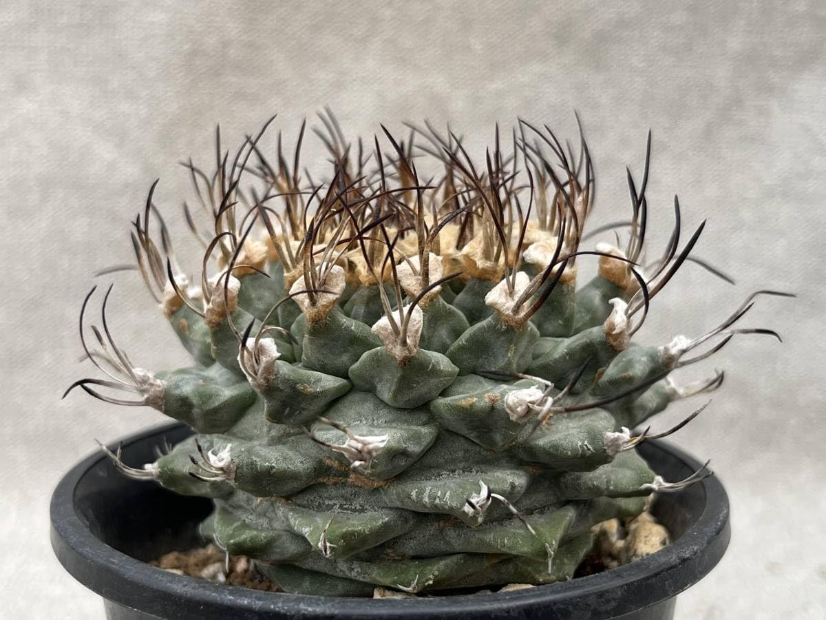 Amazon.co.jp: サボテン 多肉植物 ツルビニカルプス アロンソイ