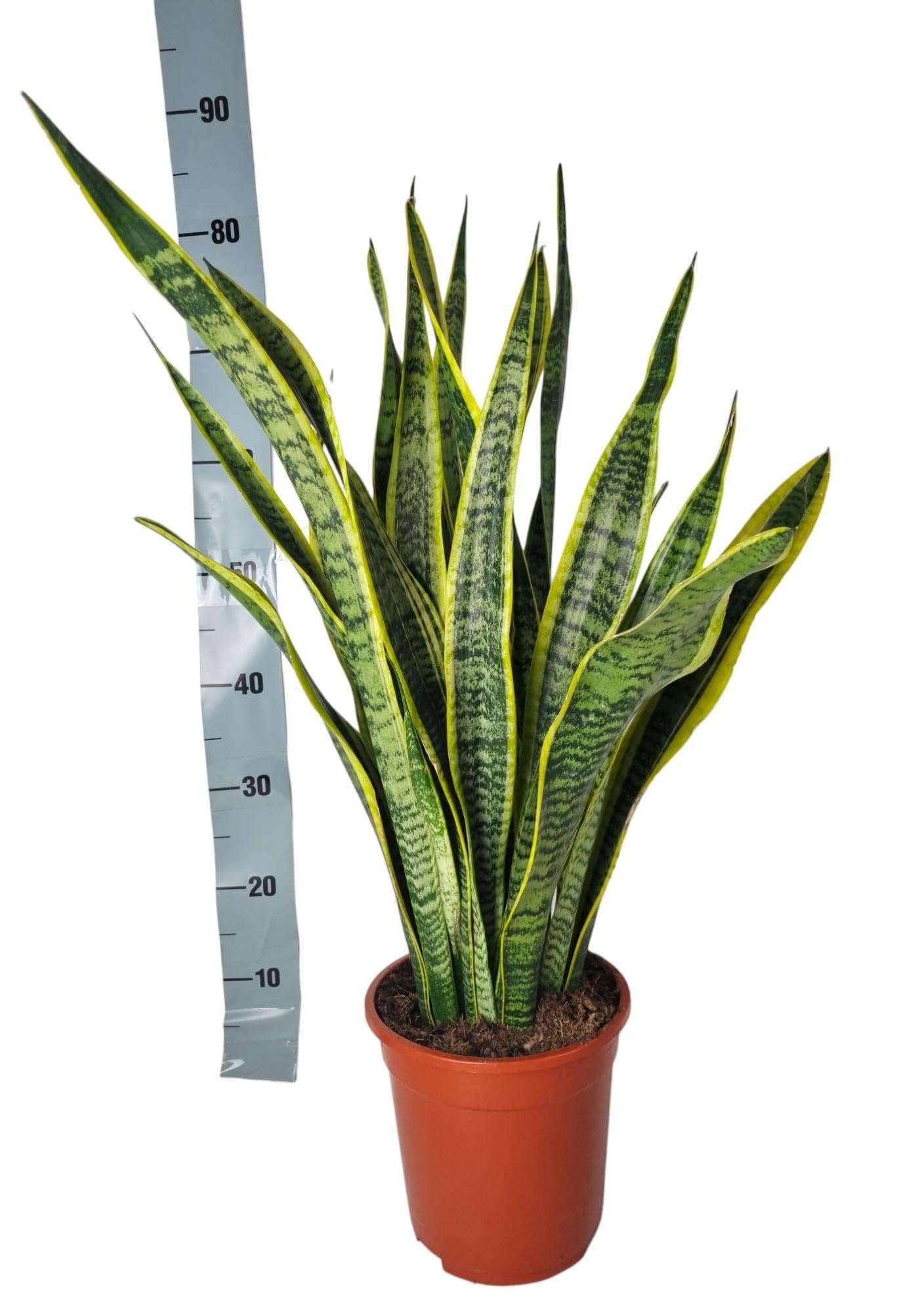 Sansevieria Laurentii Große Bogenhanf Zimmerpflanze 90 cm