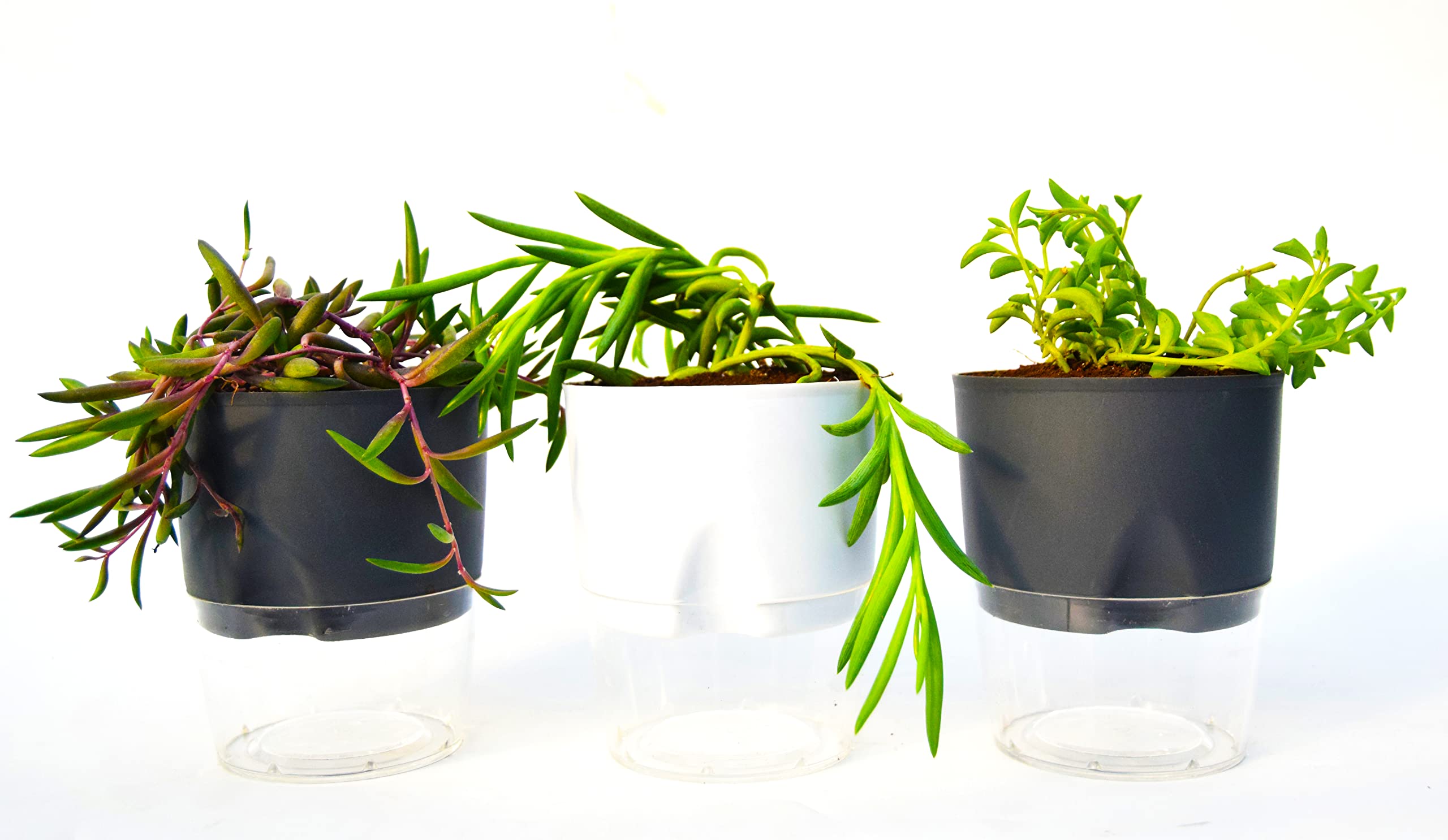 String Of Bananas, String of Rubies, Strings of Dolphins Combo Plant Pack of 3 by Veryhom-image-34