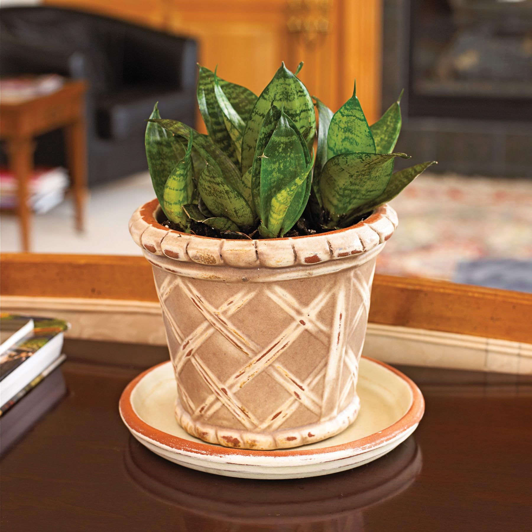 Live Snake Plant, Indoor Succulent in 4 Inch Black Pot with White Pebbles, Variegated Green Leaves, Small Desktop Plant(Pack of 1) NLH_12-image-49