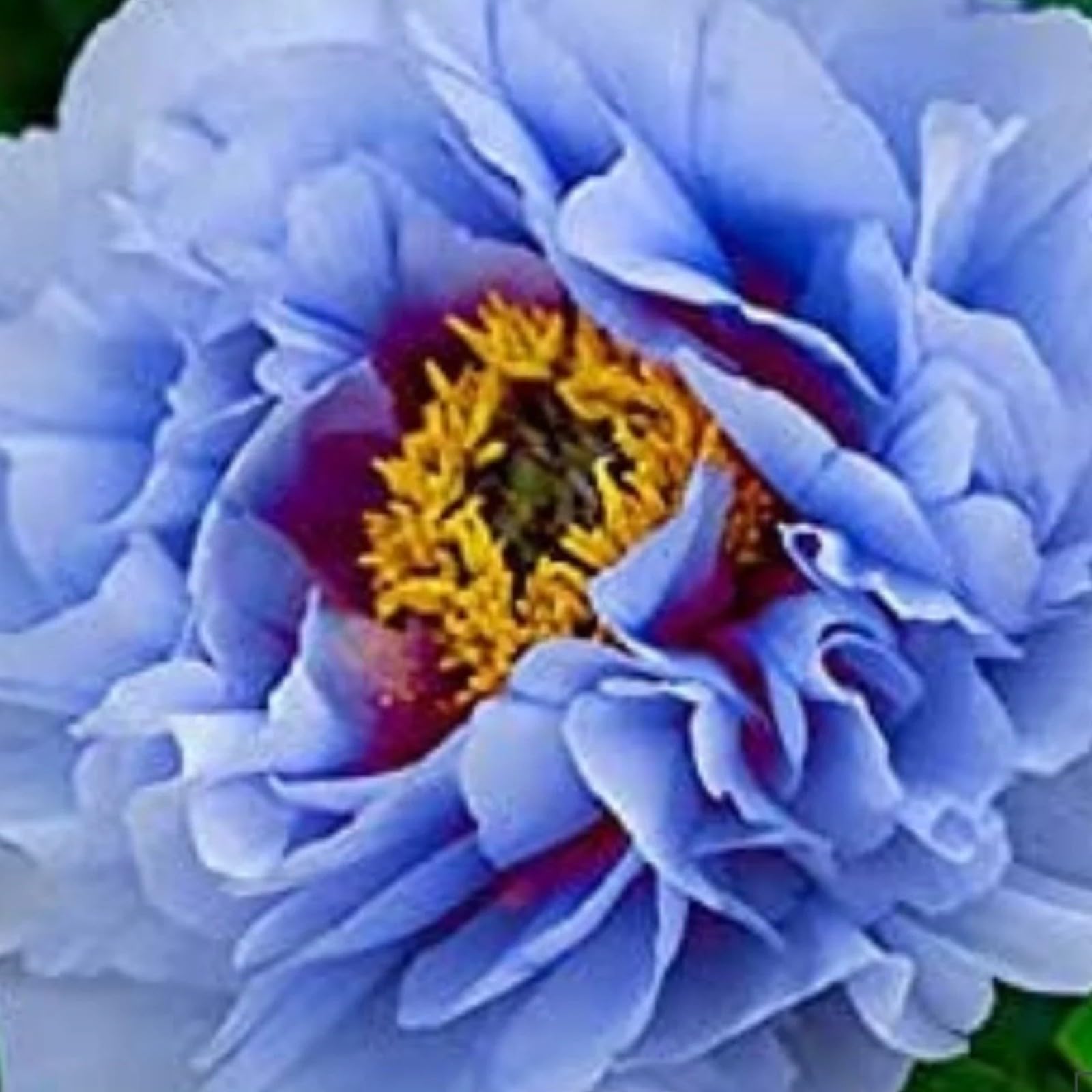 Stunning Peony Bulbs Mix for Planting Now UK/Natural Organic/Strong Plants That Grow Well/Good for Containers/Greening Flower/Cut Flowers/Wedding Flowers.-1bulb-B