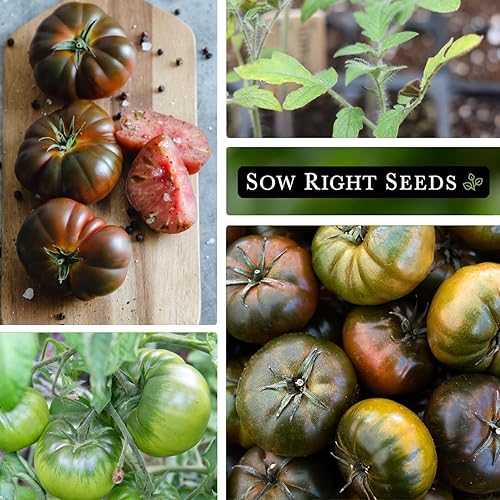 Miniatura 4 de Sow Right Seeds - Semillas de tomate Black Krim para plantar - Filete de res de color granate oscuro medio - Semillas de tomate tradicionales sin