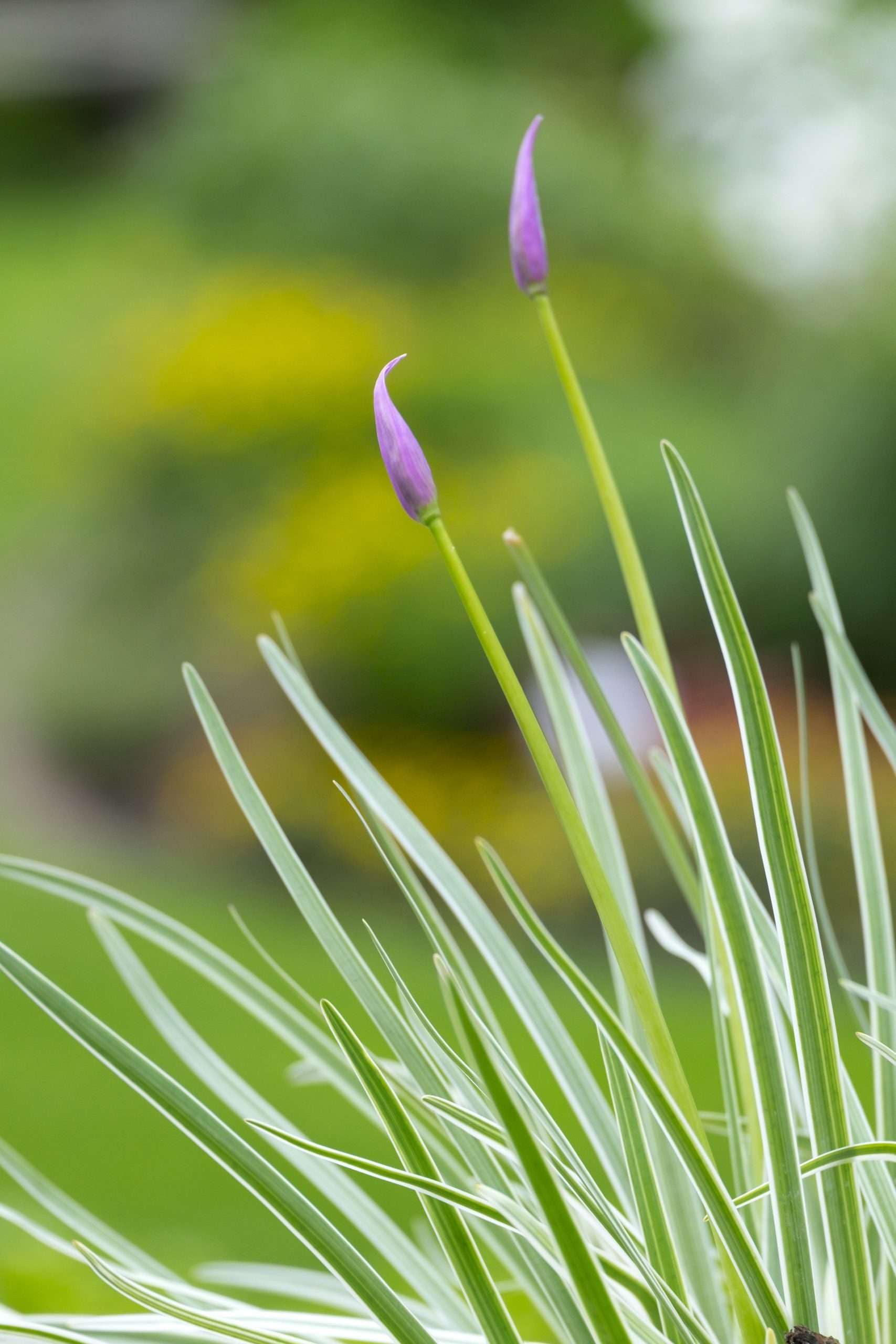Lincsplants - Tulbaghia violacea variegata-3 / 9cm Bareroot