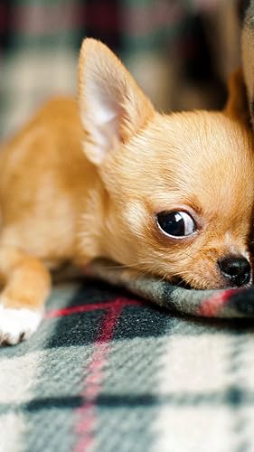 Papel de parede filhote de cachorro bebê