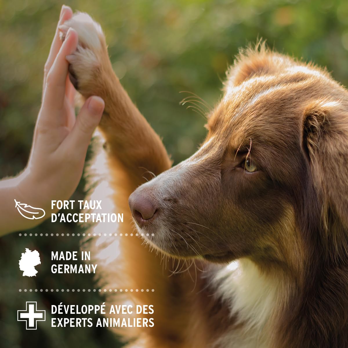 AniForte Denta Clean & Care 300 g – Poudre Naturelle Soins Dentaires pour Chiens & Chats, Anti-Plaque et Haleine Fraîche - Conserve Hygiène buccale