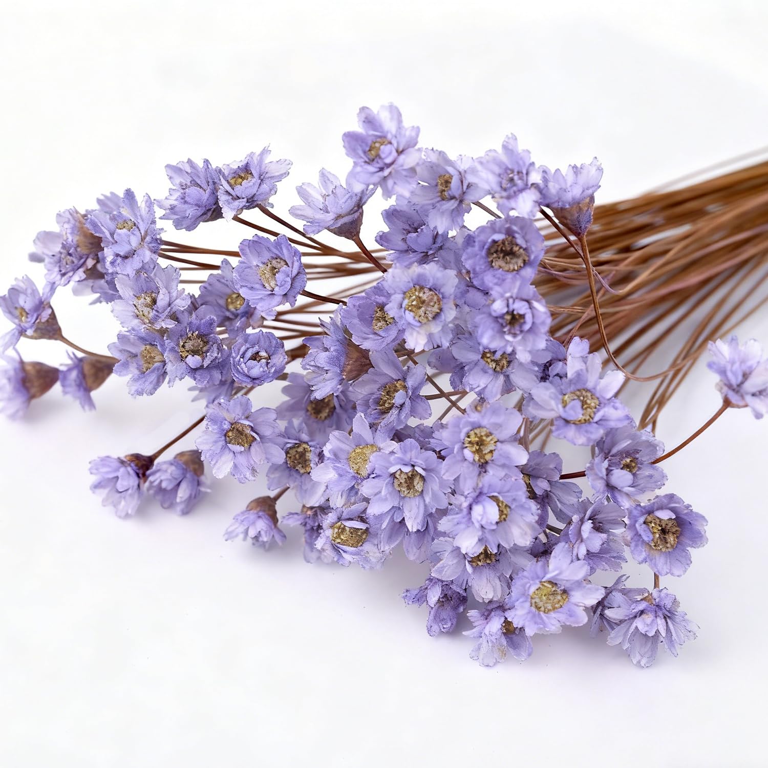 100 Branches Small Star Flowers, Purple Brazilian Star Flowers for DIY Arts Resin Scrapbooking Jewelry Making Floral Decorations