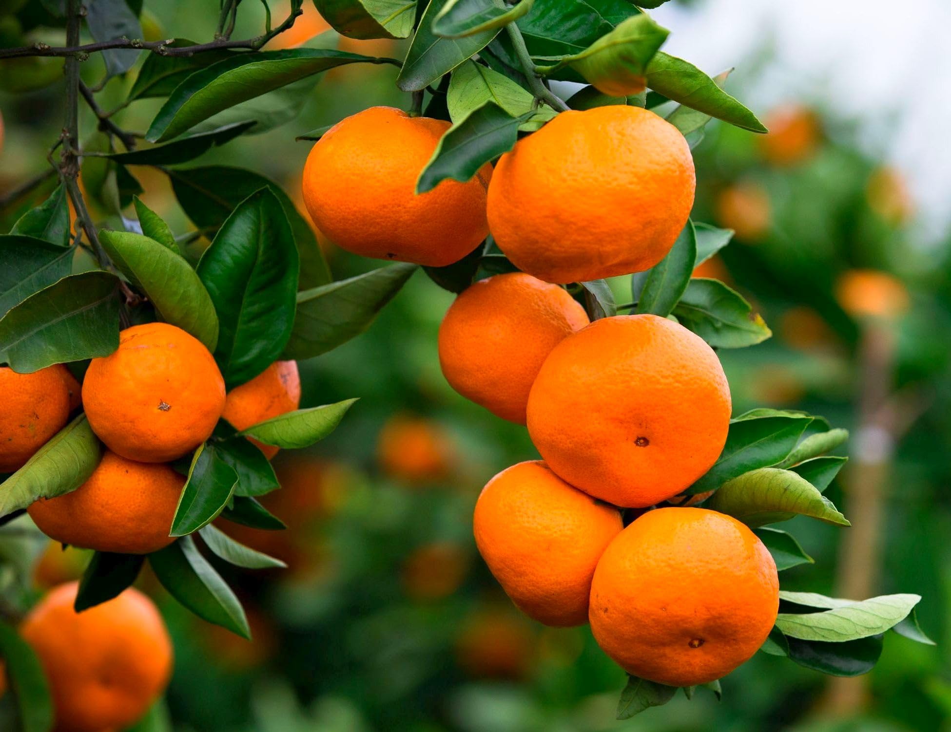 40 Pcs Orange Seeds Planting for Outdoor Indoor