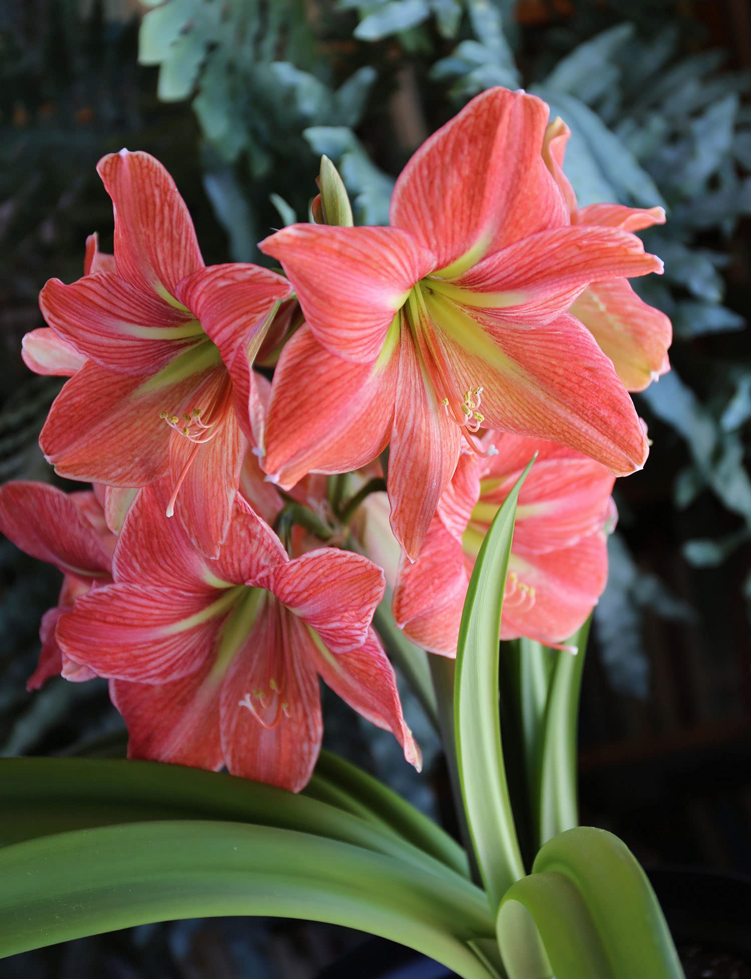 あまりりすさん専用 Wax amaryllis - Etsy 日本