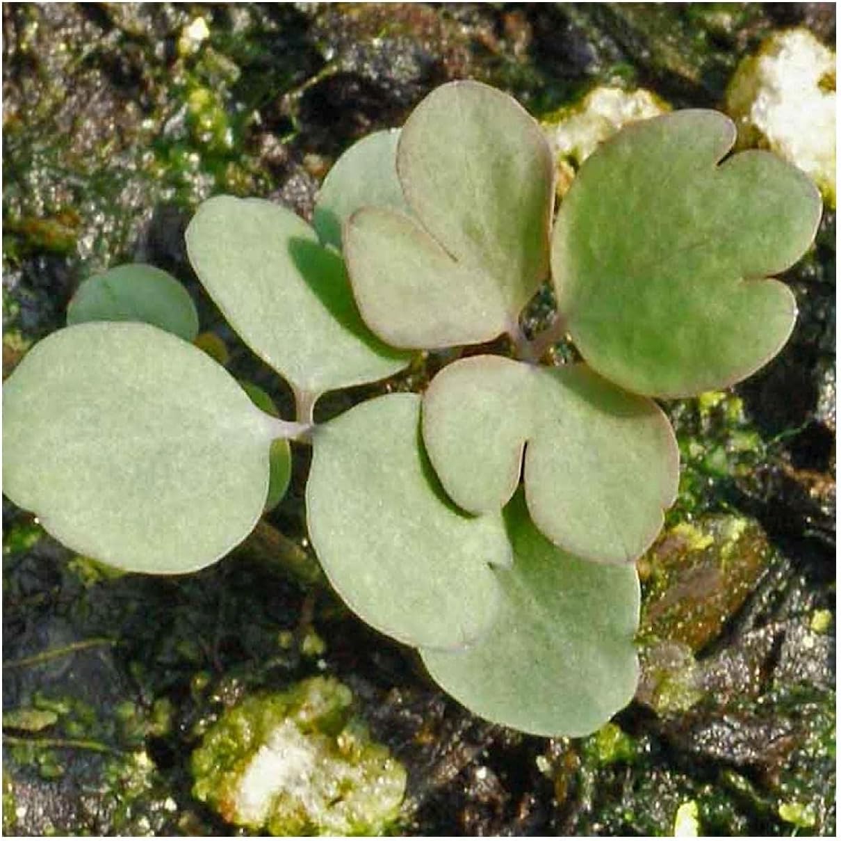 Everwilde Farms - 1 Oz Wild Columbine Native Wildflower Seeds - Gold Vault