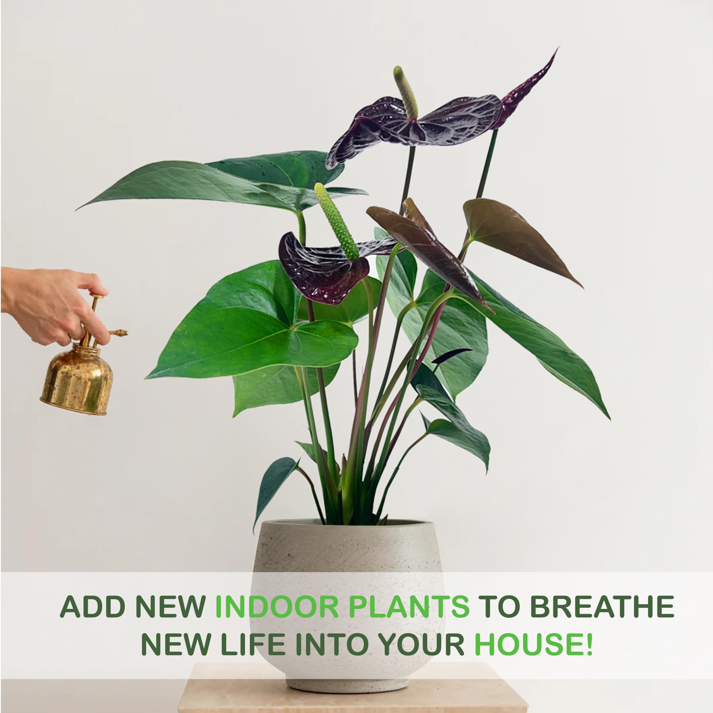 Amazon.com : LEAL PLANTS ECUADOR Anthurium Andraeanum Mr Brown Live Plant  (Pack of 2) Easy Care, Air-Purifying Indoor Plant for Wellness & Home  Decor, Office Desk, Unique Sustainable Gift : Patio, Lawn