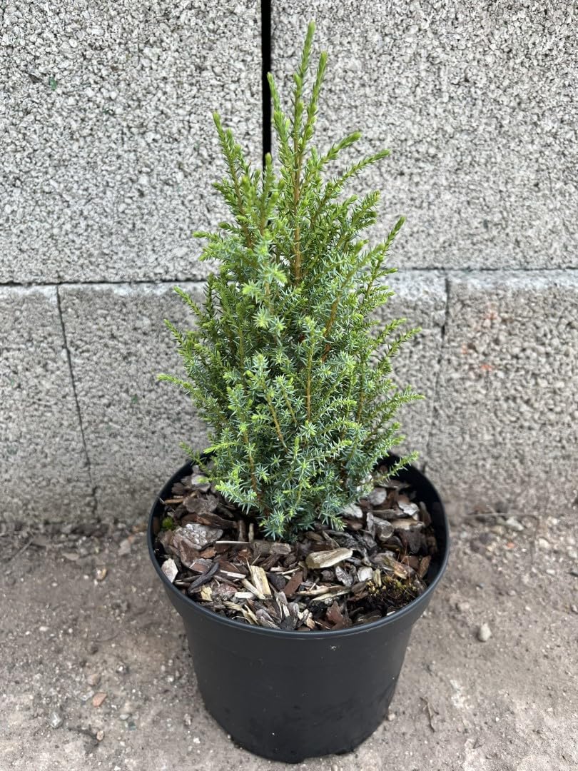 Juniper 'Compressa' 20/40cm (2L) - Juniperus communis - Compact Evergreen