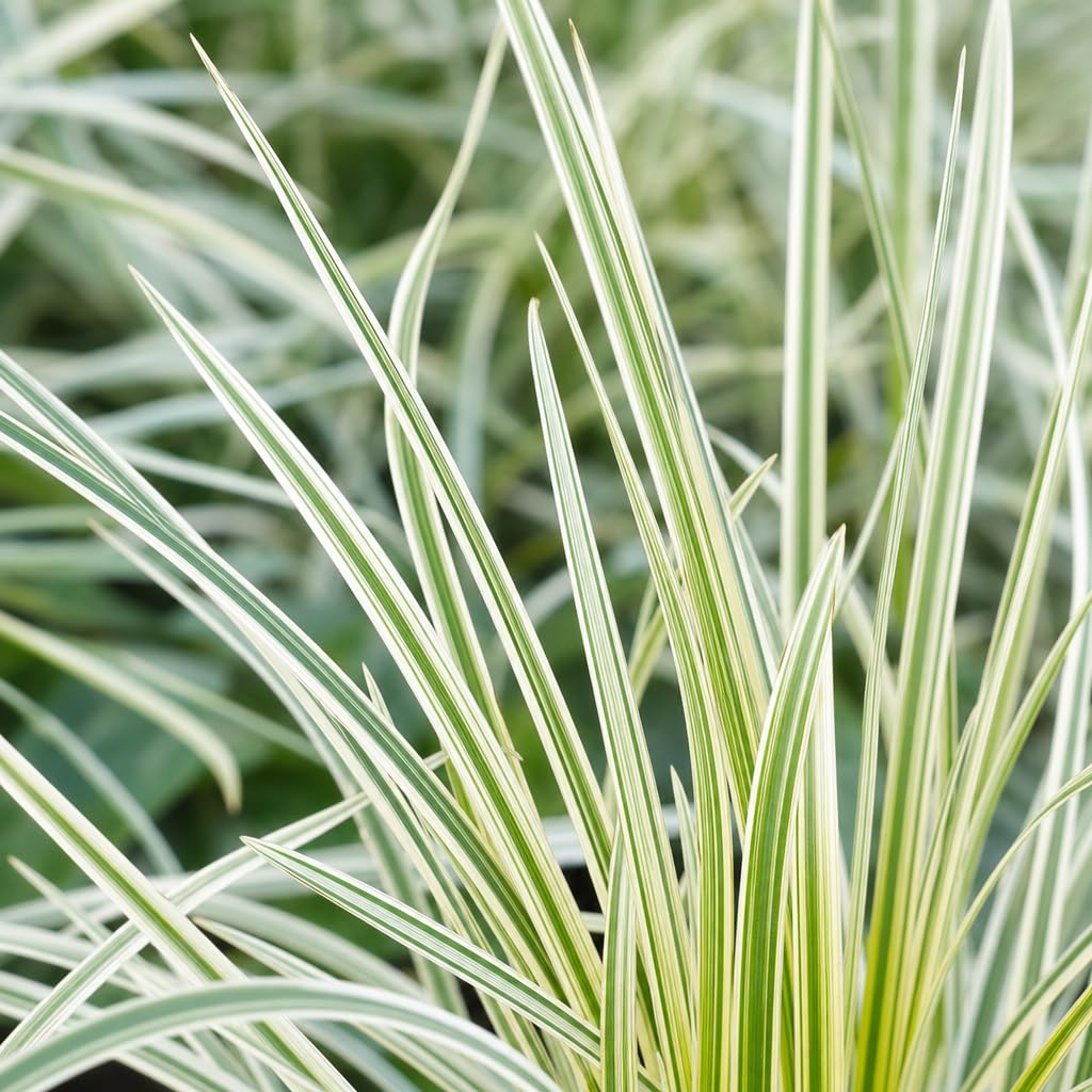 Amazon.com : Aztec Grass - 15 Live Plants - Variegated Liriope