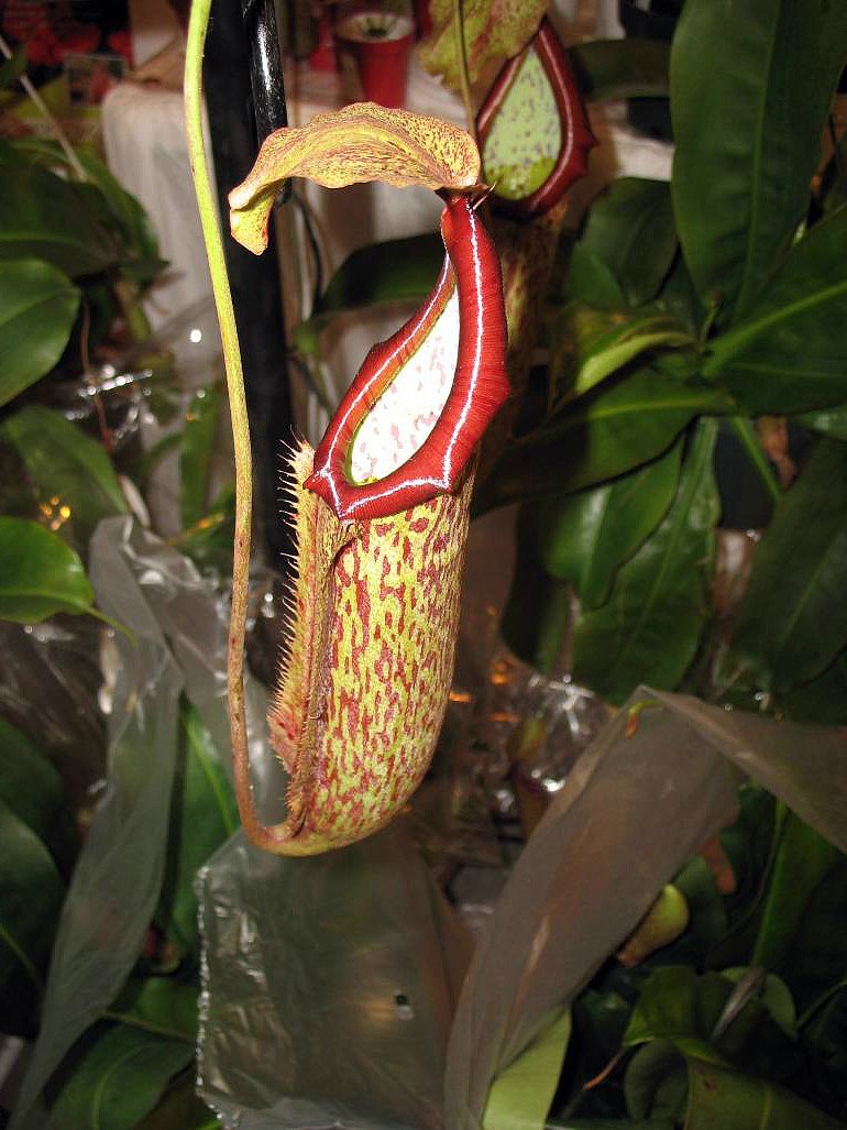 Hirt's Gardens Miranda Nepenthes