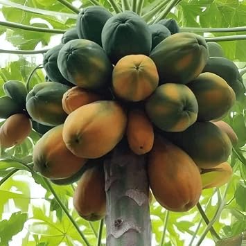 Bangladeshi Hybrid Vegetable Seeds/         /High-Yield Variety Papaya 5 Seeds