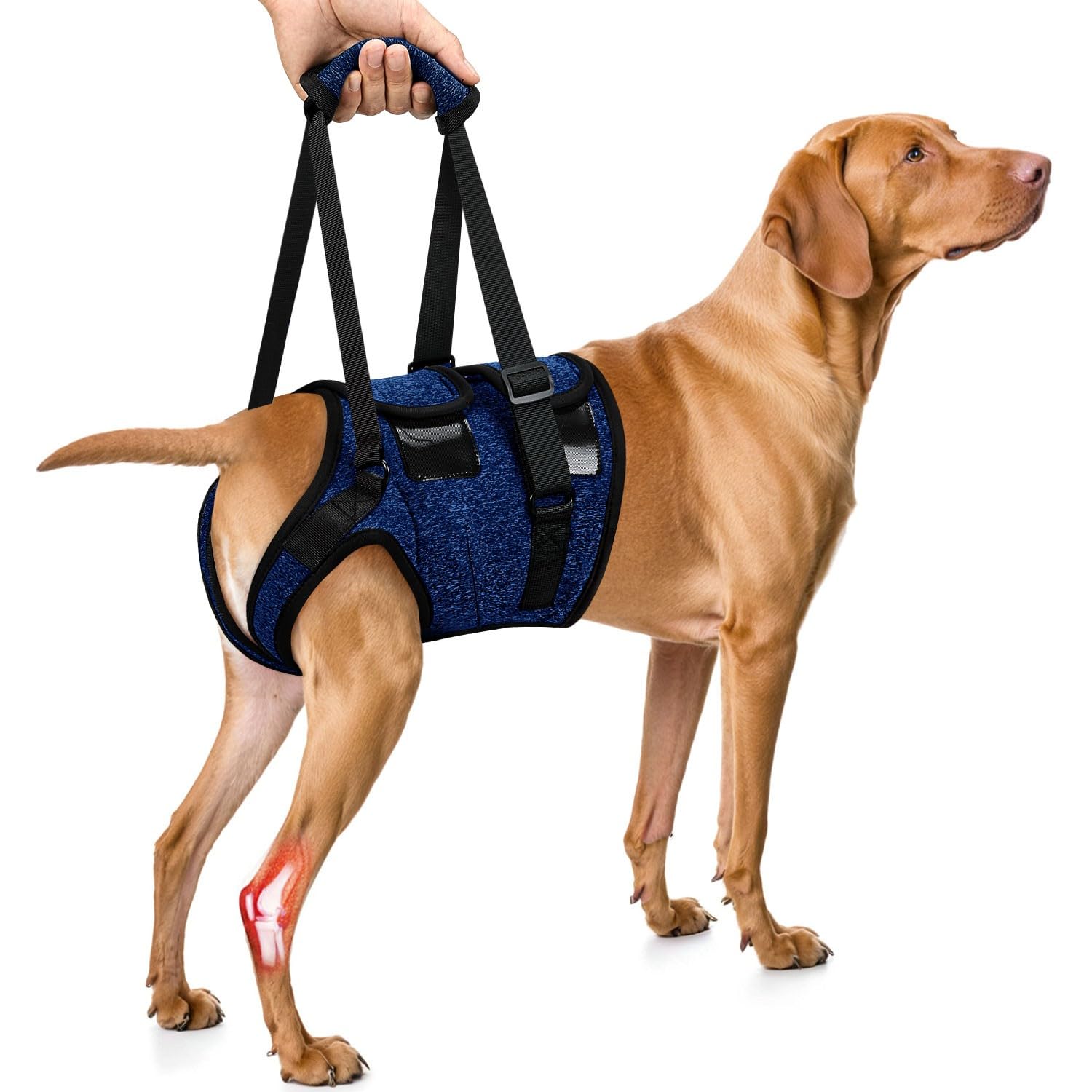 Nasjac Support Sling for Dog - Soft Adjustable Lifting Harness for Rear Legs, Recovery Assistance and Mobility Aids for Senior, Injured, Disabled and After ACL Surgery Medium Large Dogs