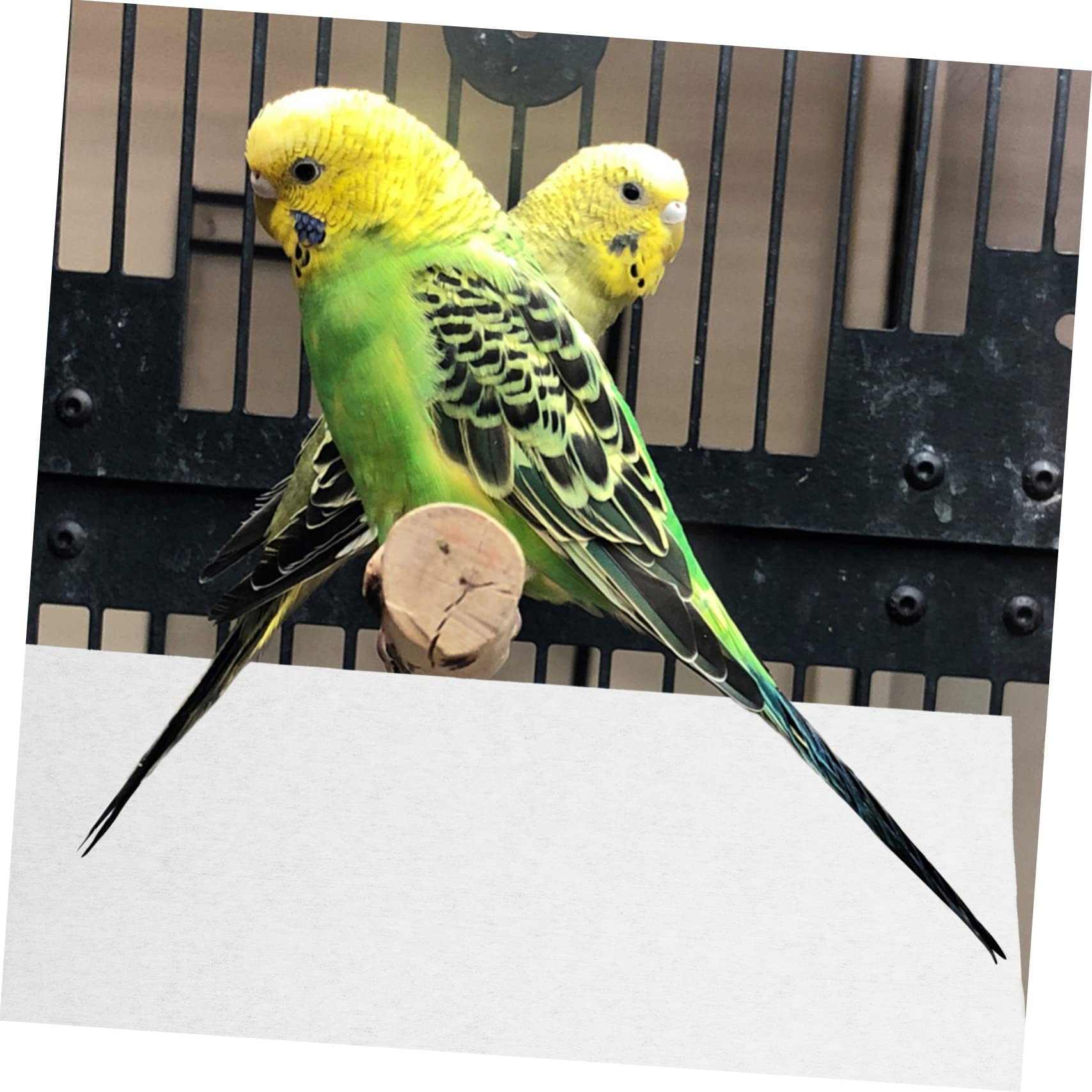 100Piezas Forros Desechables para Jaula de Pájaros Alineador Absorbente Excrementos Cojines de No Tejida Accesorios para Jaulas de Periquitos y Material Seguro y Natural