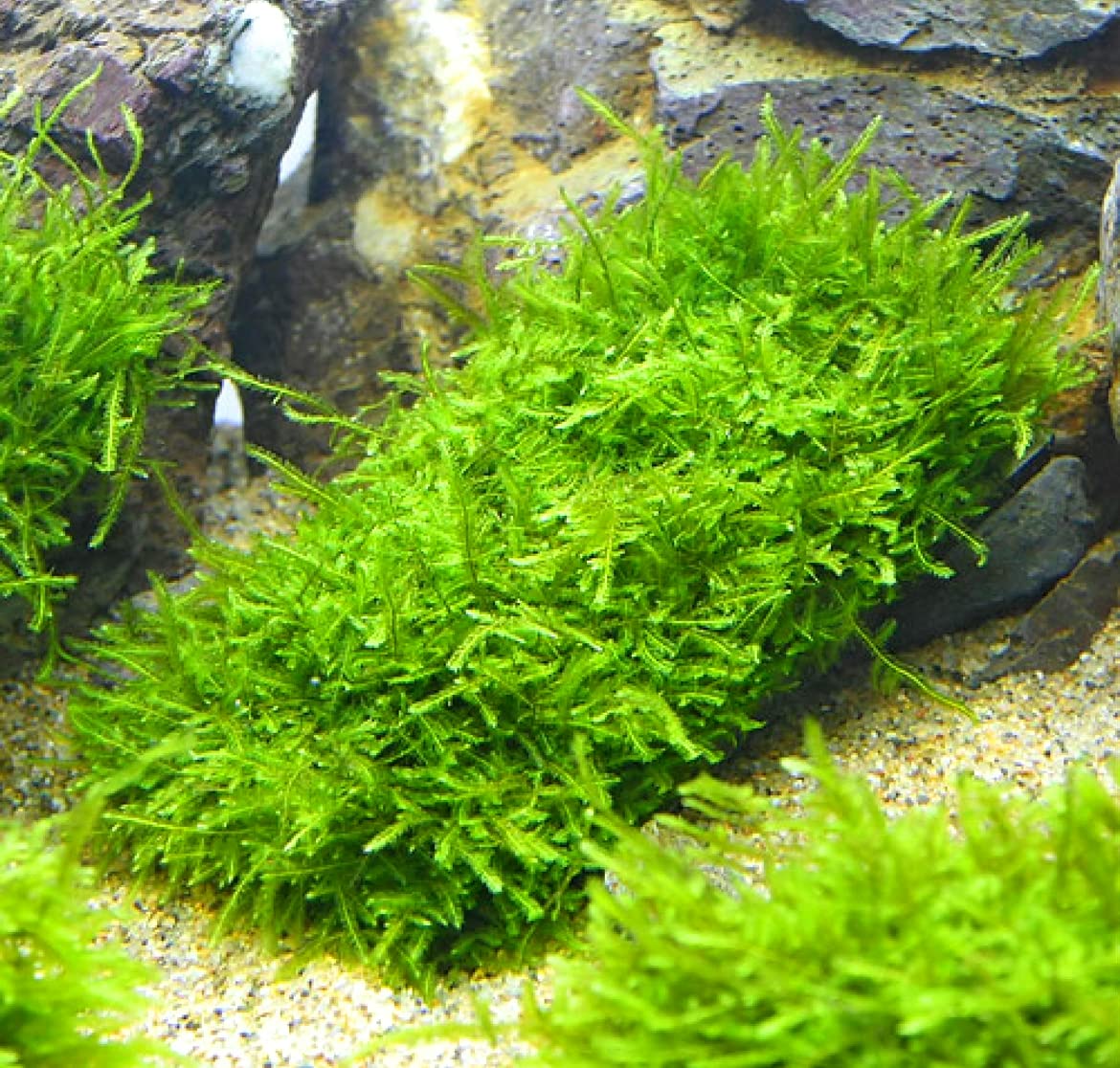 puipui　国産ウィローモス1,000g puipui様専用 国産ウィローモス1,000g 【公式通販】