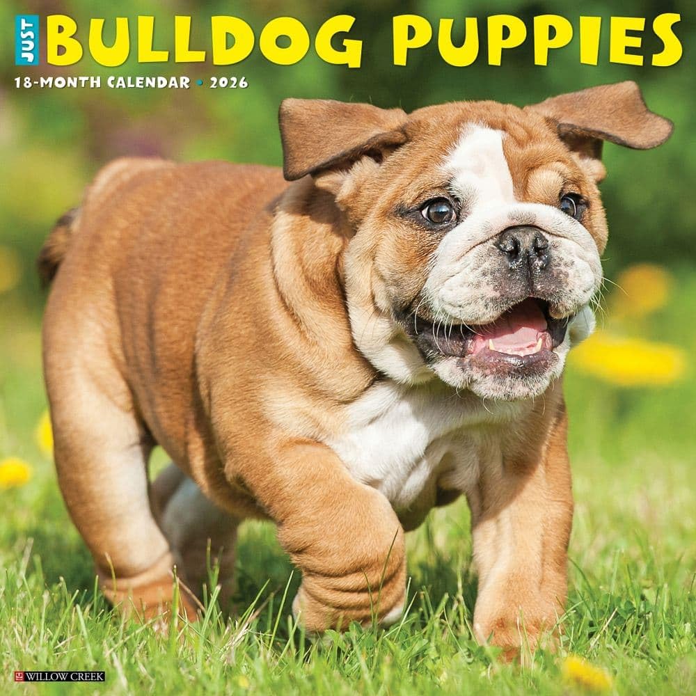 Willow Creek Press, Just Bulldog Puppies 2026 Wall Calendar, 12'' X 12'', 18-Month Calendar with Stapled Binding