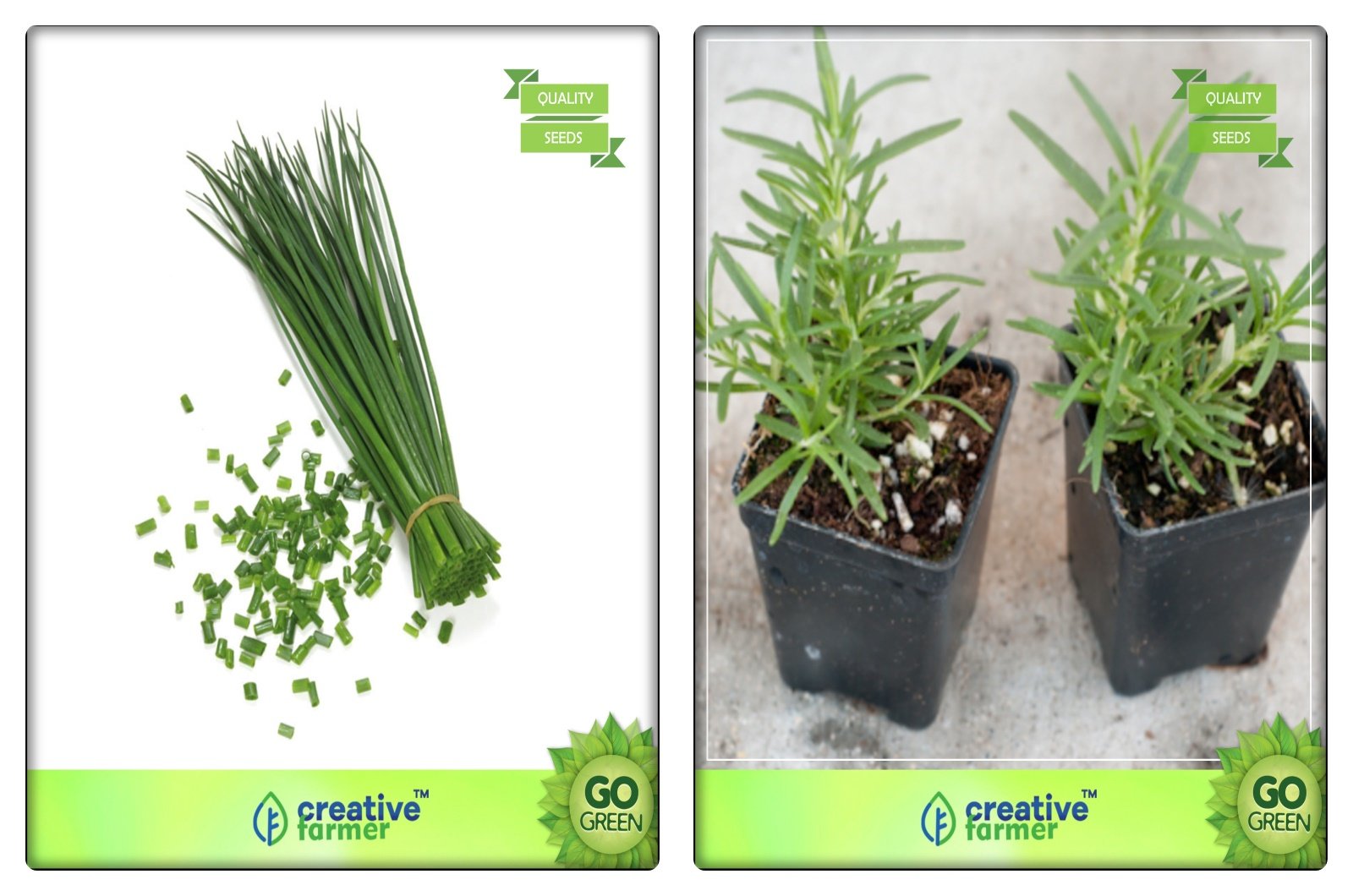 Creative Farmer Medicinal Plant Seeds Chives, Terragon Herb Seeds Combo Pack (B078V2G183) Amazon Price History, Amazon Price Tracker