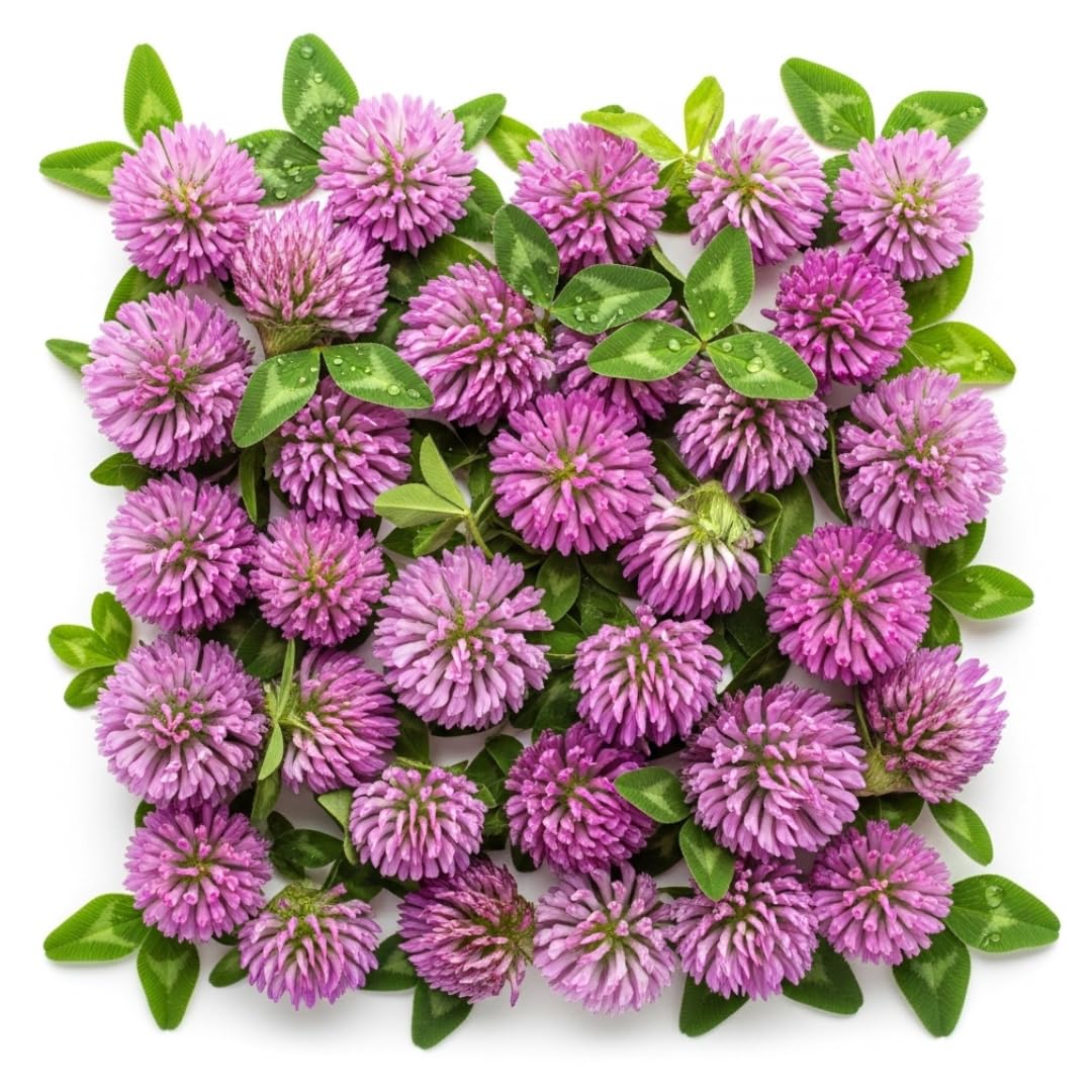 bush daisy plant Bush Daisy  Liberty Landscape Supply