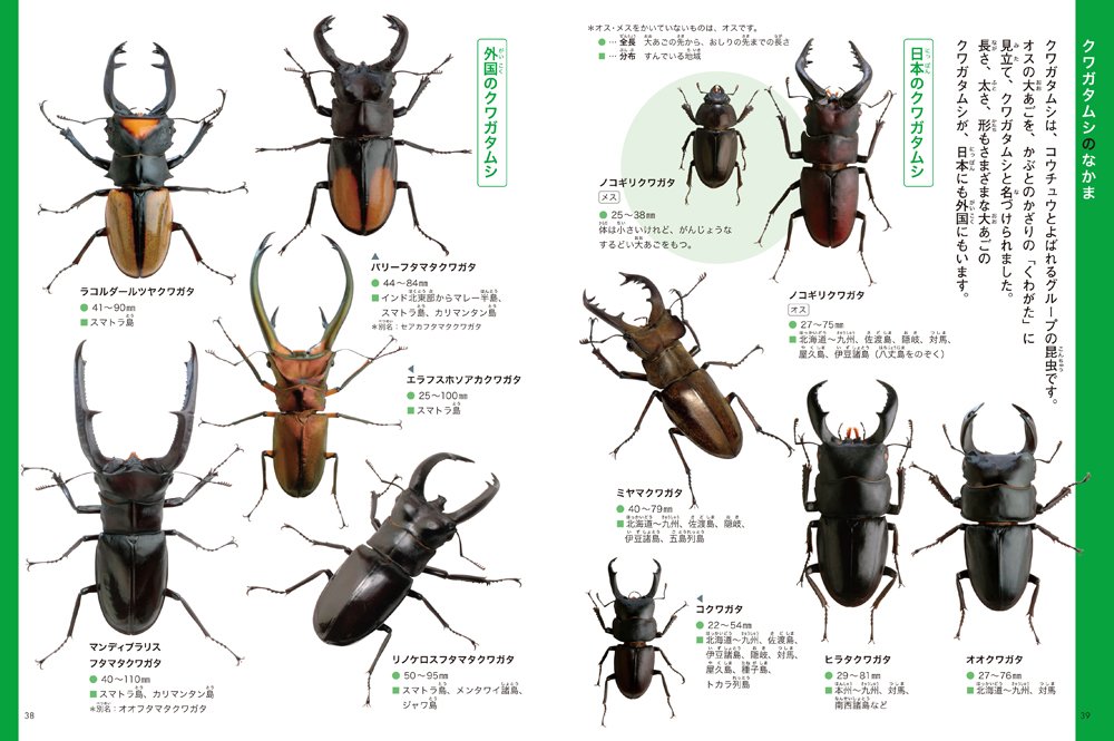 カブトムシ クワガタムシ 生き物2トップ図鑑 和男 海野 本 通販 Amazon